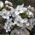 梨花海棠 梨花海棠