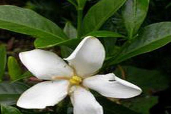 Gardenia jasminoides \x27Shooting Star\x27