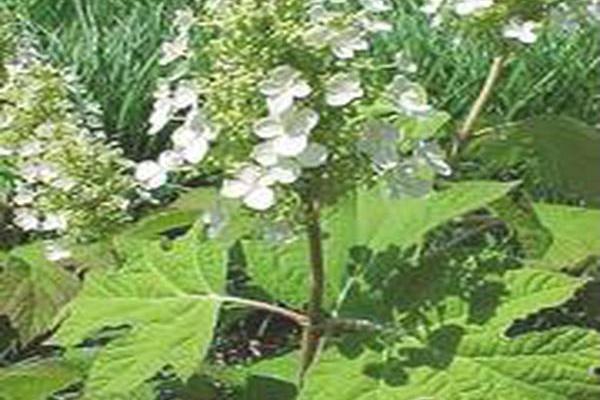 Hydrangea quercifolia \x27Pee Wee\x27 Hydrangea quercifolia \x27Pee Wee\x27