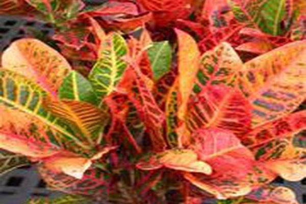 Codiaeum variegatum var. pictum Codiaeum variegatum var. pictum