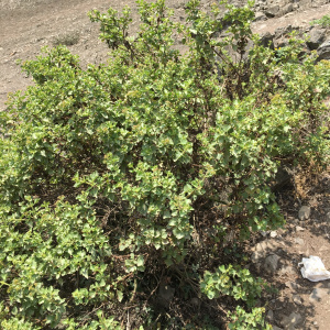 Ophryosporus floribundus