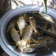 稻花魚 稻花魚