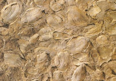 凌源額爾古納蚌化石
