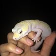 豹紋守宮