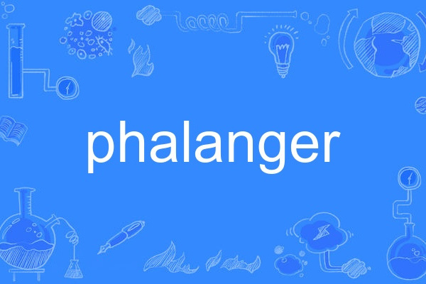 phalanger phalanger