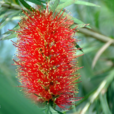 紅千層(桃金孃目桃金孃科植物)