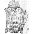 缺刻藤壺 缺刻藤壺
