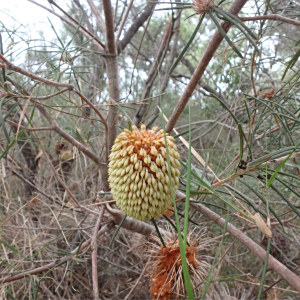 Banksia leptophylla