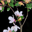馬銀花(植物)