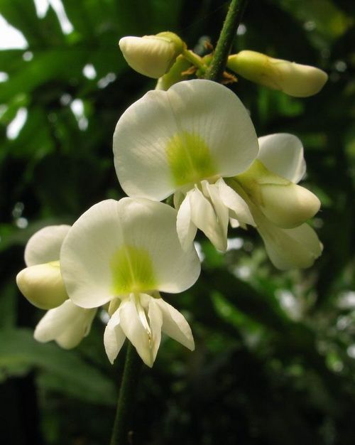 思茅松花 思茅松花