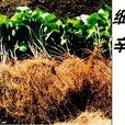 少辛(草藥) 少辛(草藥)