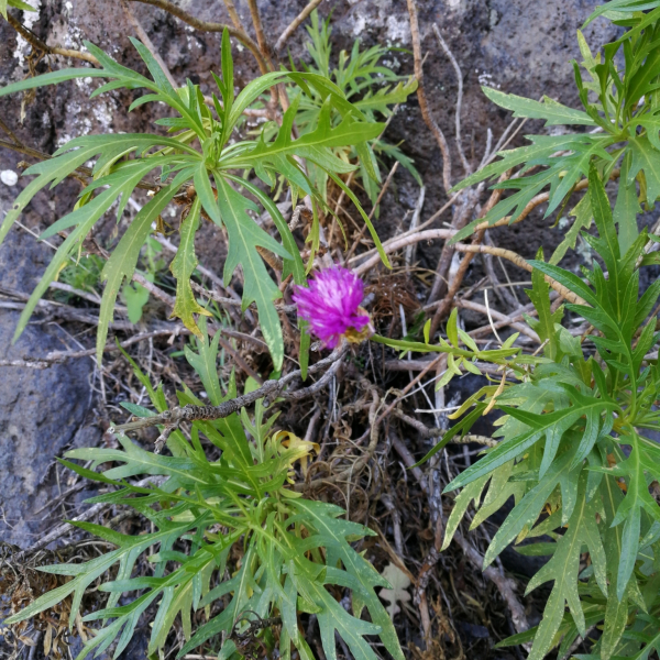 Cheirolophus falcisectus