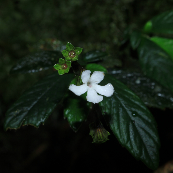 Cremosperma congruens