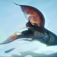毯子章魚 毯子章魚