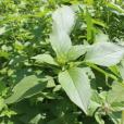 長苞荊芥 長苞荊芥