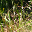 長畫眉草 長畫眉草