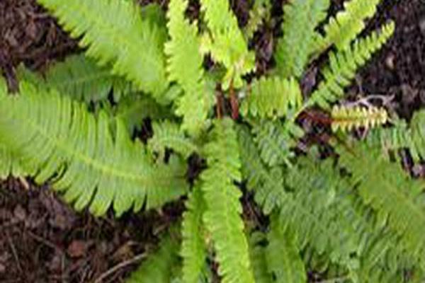 Blechnum spicant Blechnum spicant