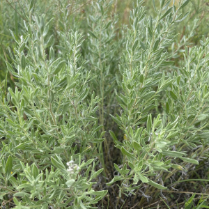 Heterotheca canescens