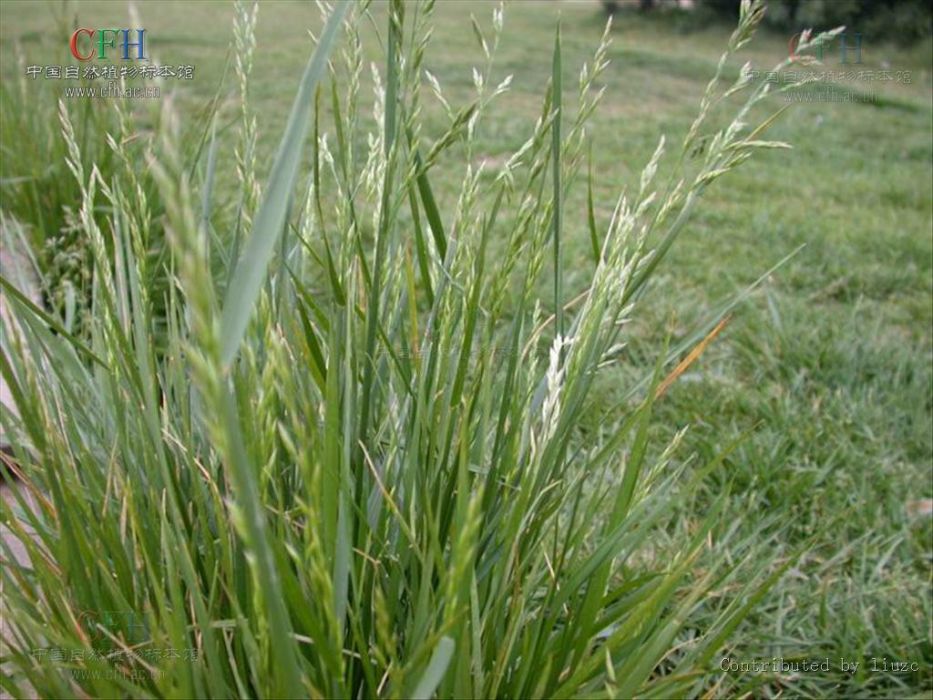 羊茅屬(狐茅屬) 羊茅屬(狐茅屬)