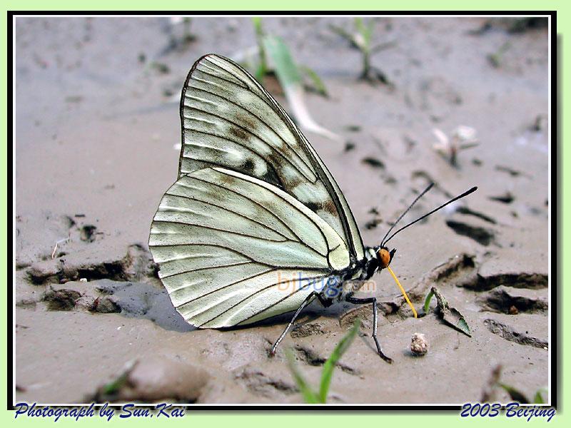 擬斑脈蛺蝶