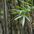 苦竹(竹亞科植物) 苦竹(竹亞科植物)