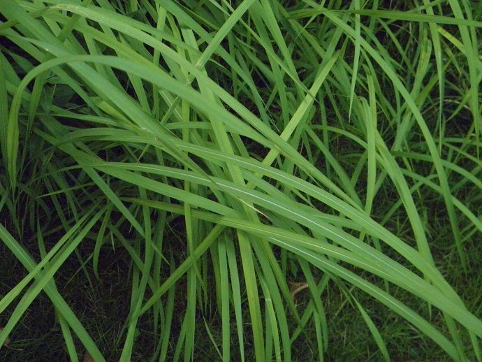 白茅屬 白茅屬