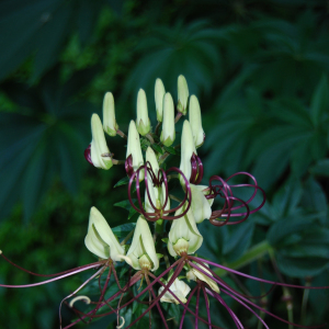 Cleome magnifica