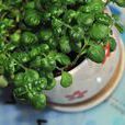 黑珍珠(植物) 黑珍珠(植物)