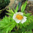 白花芍藥 白花芍藥