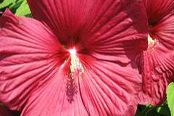 Hibiscus moscheutos \x27Luna Red\x27