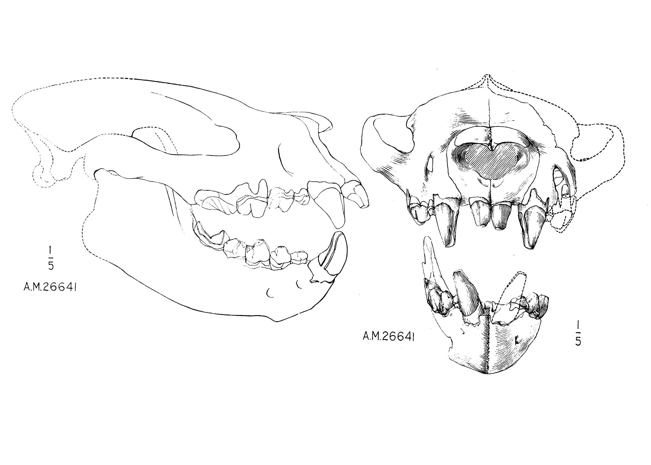 裂肉獸頭骨描摹圖，50-53cm長