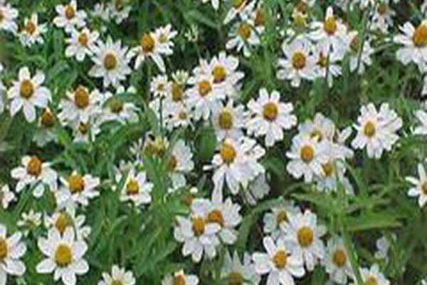 Zinnia angustifolia \x27Classic\x27 Zinnia angustifolia \x27Classic\x27