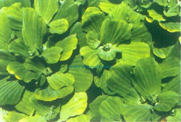 大薸屬 大薸屬