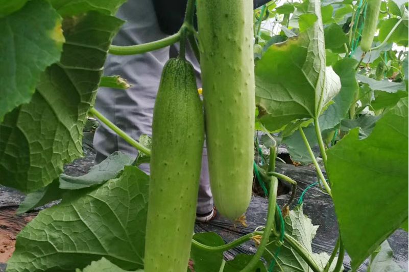 白皮脆 白皮脆