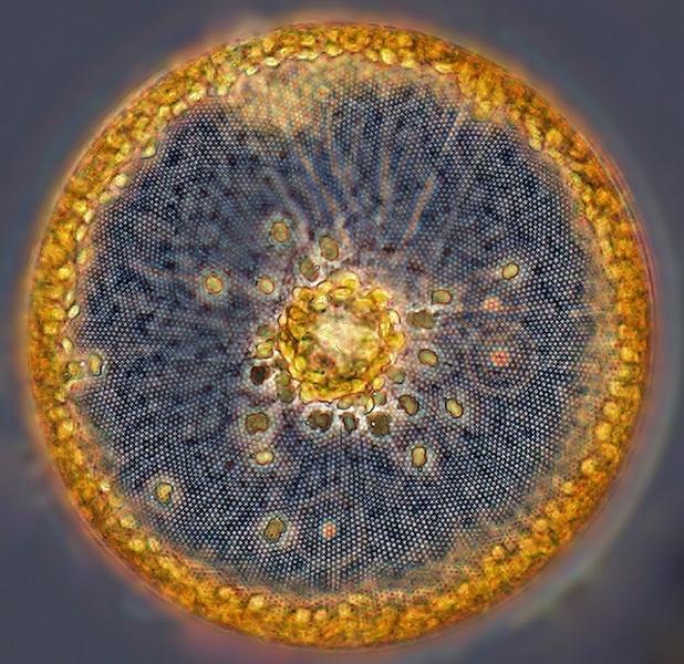 圓篩藻目