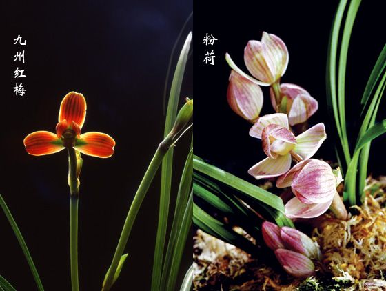 粉荷(蘭屬荷瓣花品種) 粉荷(蘭屬荷瓣花品種)