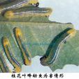 桂花葉蜂 桂花葉蜂