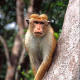 斯里蘭卡獼猴