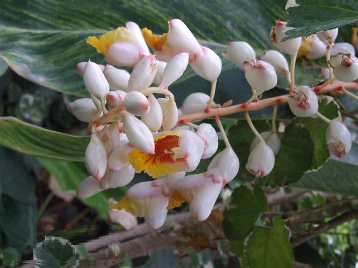 花葉山姜 花葉山姜