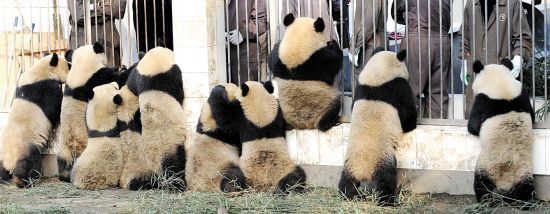 十隻嬌憨可愛的世博熊貓