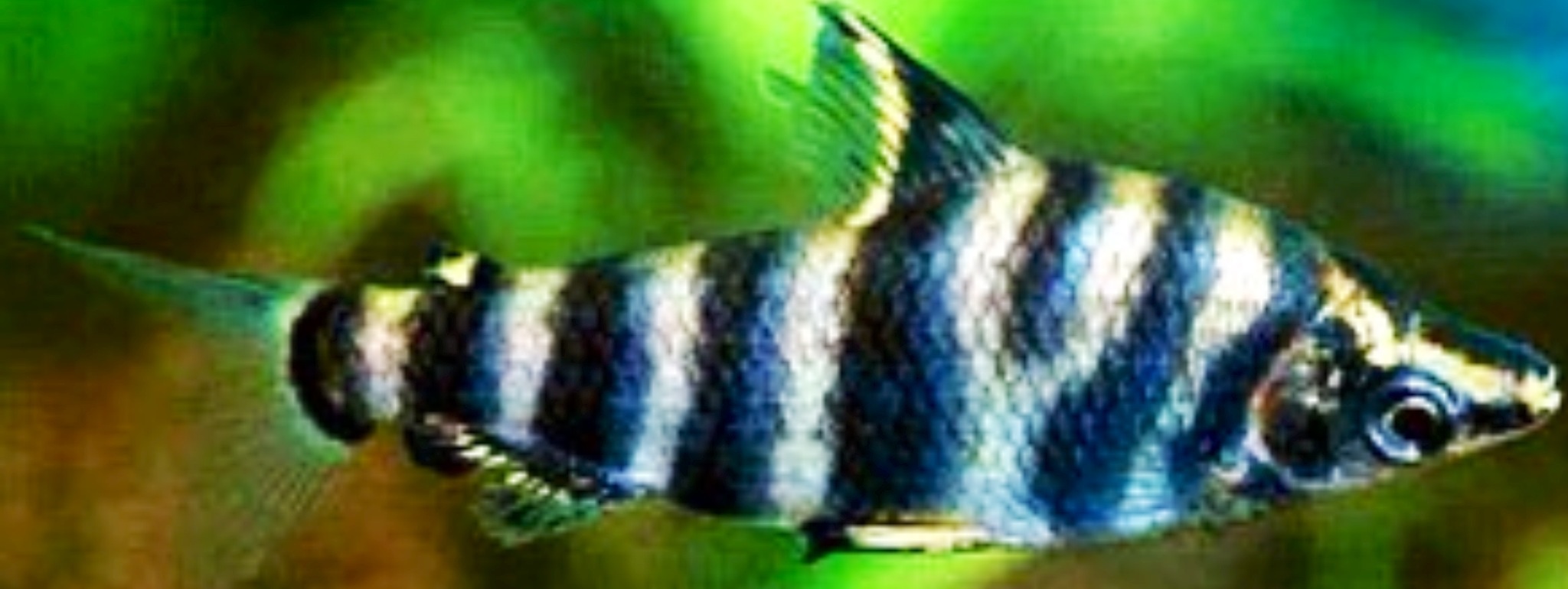 扁脂鯉 Abramites hypselonotus