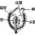 真水母型 真水母型