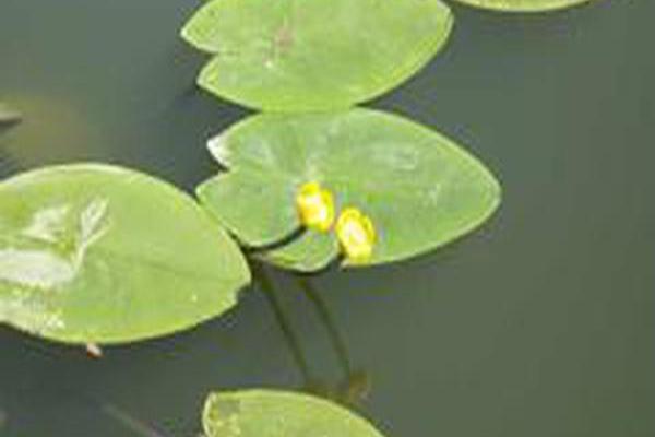 Nuphar lutea Nuphar lutea
