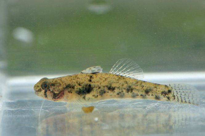 短鰕虎魚屬 短鰕虎魚屬