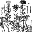束傘亞菊 束傘亞菊