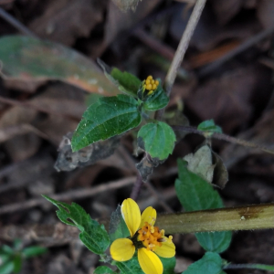 Hymenostephium debile