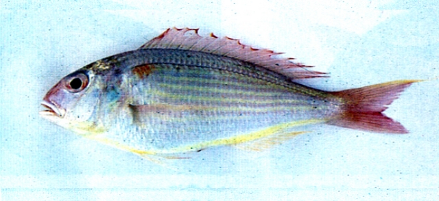 日本金線魚