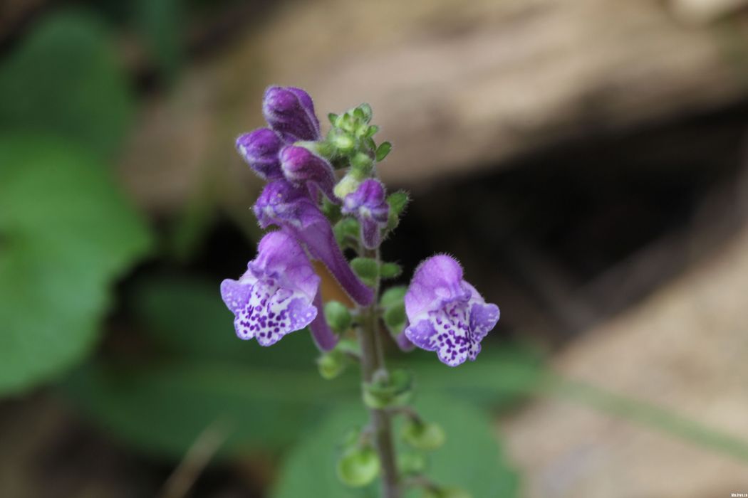 縮莖韓信草(縮莖變種) 縮莖韓信草(縮莖變種)