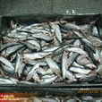 中華青鱗魚
