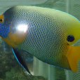 黃顱刺蓋魚 黃顱刺蓋魚